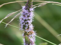 Mentha longifolia 8, Hertsmunt, Saxifraga-Bart Vastenhouw