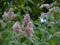 Mentha longifolia 9, Hertsmunt, Saxifraga-Ed Stikvoort : jura2010