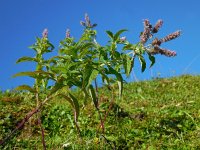 Mentha longifolia 14, Hertsmunt, Saxifraga-Ed Stikvoort