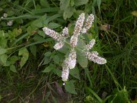 Mentha longifolia 5, Hertsmunt, Saxifraga-Peter Meininger