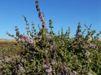 Mentha pulegium 18, Polei, Saxifraga-Ed Stikvoort