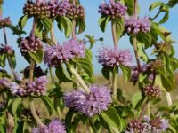 Mentha pulegium 21, Polei, Saxifraga-Ed Stikvoort