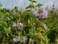 Mentha pulegium 23, Polei, Saxifraga-Ed Stikvoort