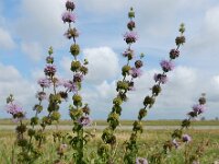 Mentha pulegium 25, Polei, Saxifraga-Ed Stikvoort