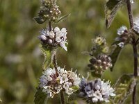 Mentha pulegium 3, Polei, Saxifraga-Marijke Verhagen