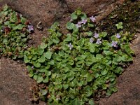 Mentha requienii 14, Dwergmunt, Saxifraga-Ed Stikvoort : Halsters Laag A900