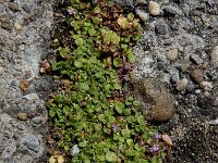 Mentha requienii 7, Dwergmunt, Saxifraga-Ed Stikvoort : Halsters Laag A900