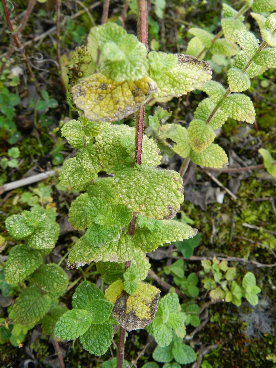 Witte munt / Appelmunt (Mentha suaveolens) zaden