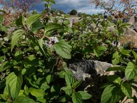 Mentha x verticillata (M. aquatica x arvensis) 11, Kransmunt, Saxifraga-Ed Stikvoort