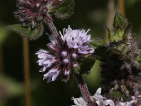 Mentha x verticillata 1, Kransmunt, Saxifraga-Peter Meininger