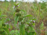 Mentha x verticillata 2, Kransmunt, Saxifraga-Rutger Barendse