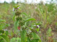 Mentha x verticillata 3, Kransmunt, Saxifraga-Rutger Barendse