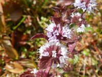 Mentha x verticillata 4, Kransmunt, Saxifraga-Rutger Barendse