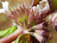 Mentha x verticillata 5, Kransmunt, Saxifraga-Rutger Barendse