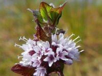 Mentha x verticillata 6, Kransmunt, Saxifraga-Rutger Barendse