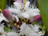 Menyanthes trifoliata 55, Waterdrieblad, Saxifraga-Ed Stikvoort
