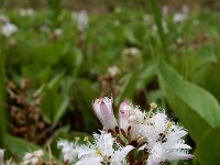 Menyanthes trifoliata 57, Waterdrieblad, Saxifraga-Ed Stikvoort