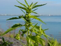 Mercurialis annua 10, Tuinbingelkruid, Saxifraga-Ed Stikvoort
