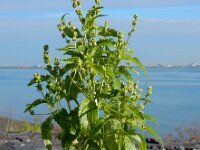 Mercurialis annua 11, Tuinbingelkruid, Saxifraga-Ed Stikvoort