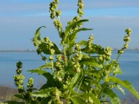 Mercurialis annua 12, Tuinbingelkruid, Saxifraga-Ed Stikvoort