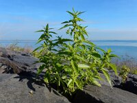Mercurialis annua 13, Tuinbingelkruid, Saxifraga-Ed Stikvoort
