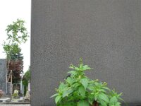 Mercurialis annua 14, Tuinbingelkruid, Saxifraga-Rutger Barendse