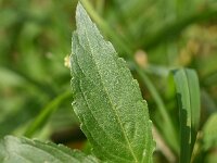 Mercurialis annua 15, Tuinbingelkruid, Saxifraga-Sonja Bouwman
