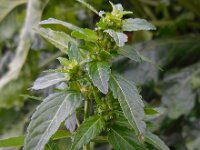 Mercurialis annua 5, Tuinbingelkruid, Saxifraga-Ed Stikvoort