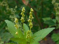 Mercurialis annua 6, Tuinbingelkruid, Saxifraga-Ed Stikvoort