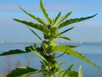 Mercurialis annua 9, Tuinbingelkruid, Saxifraga-Ed Stikvoort