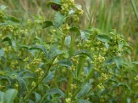 Mercurialis elliptica 2, Saxifraga-Ed Stikvoort