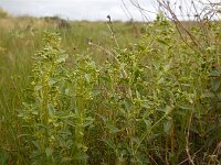 Mercurialis elliptica 3, Saxifraga-Ed Stikvoort