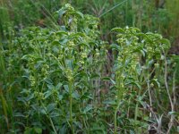 Mercurialis elliptica 4, Saxifraga-Ed Stikvoort