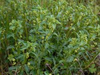 Mercurialis elliptica 5, Saxifraga-Ed Stikvoort