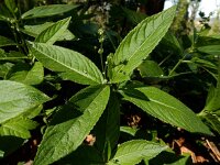 Mercurialis perennis 12, Bosbingelkruid, Saxifraga-Ed Stikvoort