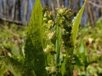 Mercurialis perennis 13, Bosbingelkruid, Saxifraga-Ed Stikvoort
