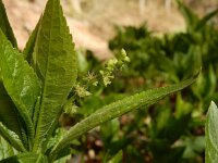 Mercurialis perennis 14, Bosbingelkruid, Saxifraga-Ed Stikvoort