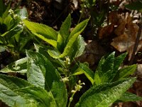 Mercurialis perennis 16, Bosbingelkruid, Saxifraga-Ed Stikvoort