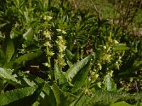 Mercurialis perennis 18, Bosbingelkruid, Saxifraga-Ed Stikvoort