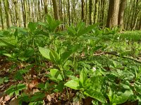 Mercurialis perennis 25, Bosbingelkruid, Saxifraga-Hans Grotenhuis