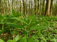 Mercurialis perennis 26, Bosbingelkruid, Saxifraga-Hans Grotenhuis