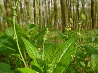 Mercurialis perennis 27, Bosbingelkruid, Saxifraga-Hans Grotenhuis