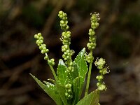 Mercurialis perennis 3, Bosbingelkruid, Saxifraga-Jan van der Straaten