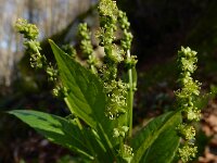 Mercurialis perennis 30, Bosbingelkruid, Saxifraga-Ed Stikvoort : Consdorfer Millen - Müllerthal - Berdorf - Echternach s9900