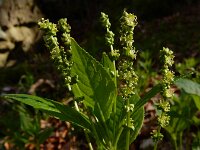 Mercurialis perennis 31, Bosbingelkruid, Saxifraga-Ed Stikvoort : Consdorfer Millen - Müllerthal - Berdorf - Echternach s9900