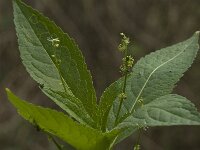 Mercurialis perennis 7, Bosbingelkruid, Saxifraga-Willem van Kruijsbergen