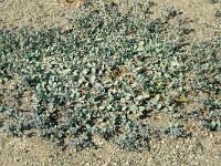 Mertensia maritima 11, Saxifraga-Hans Grotenhuis