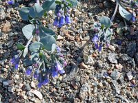 Mertensia maritima 13, Saxifraga-Hans Grotenhuis