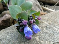 Mertensia maritima 18, Saxifraga-Hans Grotenhuis