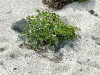 Mertensia maritima 19, Saxifraga-Hans Grotenhuis
